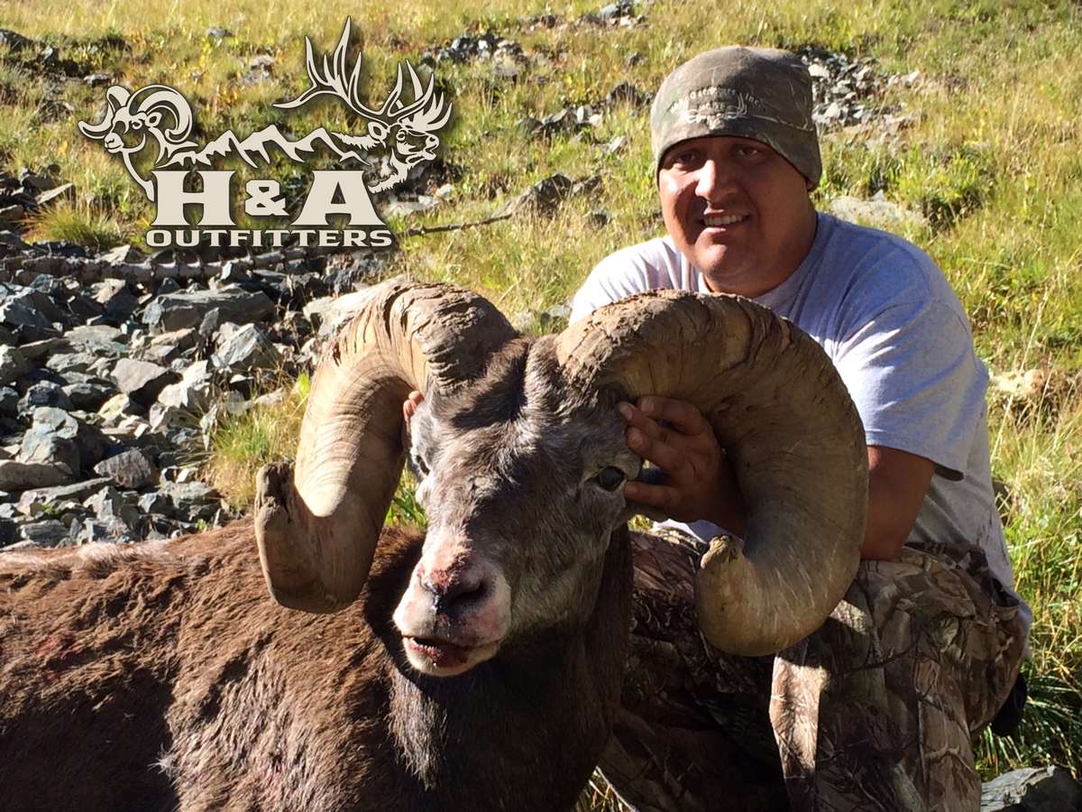 hunt bighorn sheep